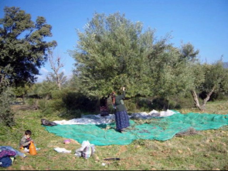 CHERIFA  EL GUED NASARI