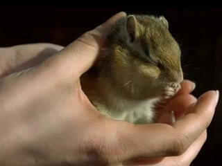 Un criceto si gratta in slow motion