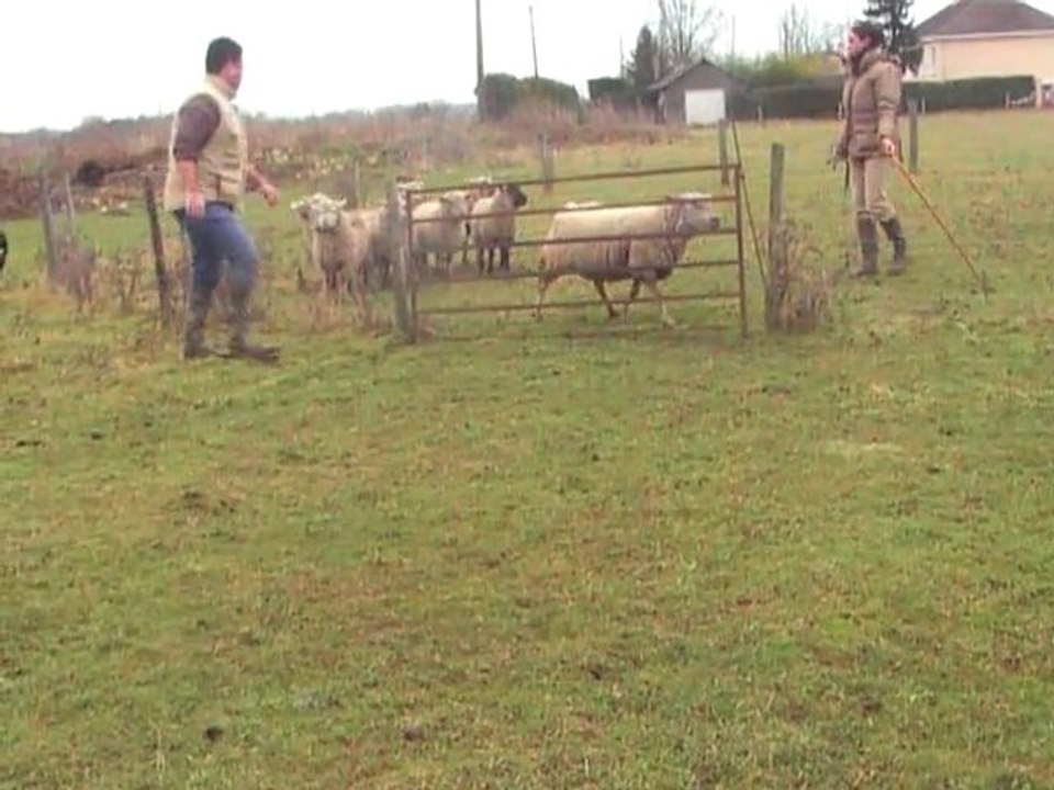 Funny au cercle sur moutons