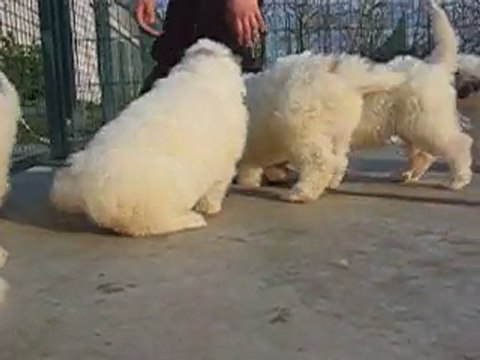 Authentiques Chiots Montagne des Pyrénées LOF Patou
