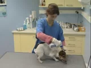 Mode d’application   FRONTLINE spray