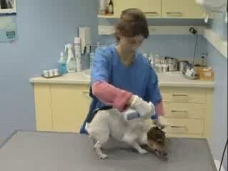 Mode d’application   FRONTLINE spray