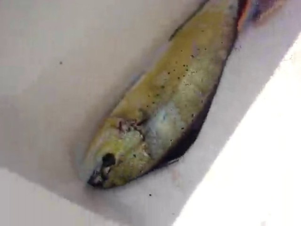 ANTALYA ADRASANDA LAMBUKA VE BARAKUDA AVI - www.adrasanbalik.com