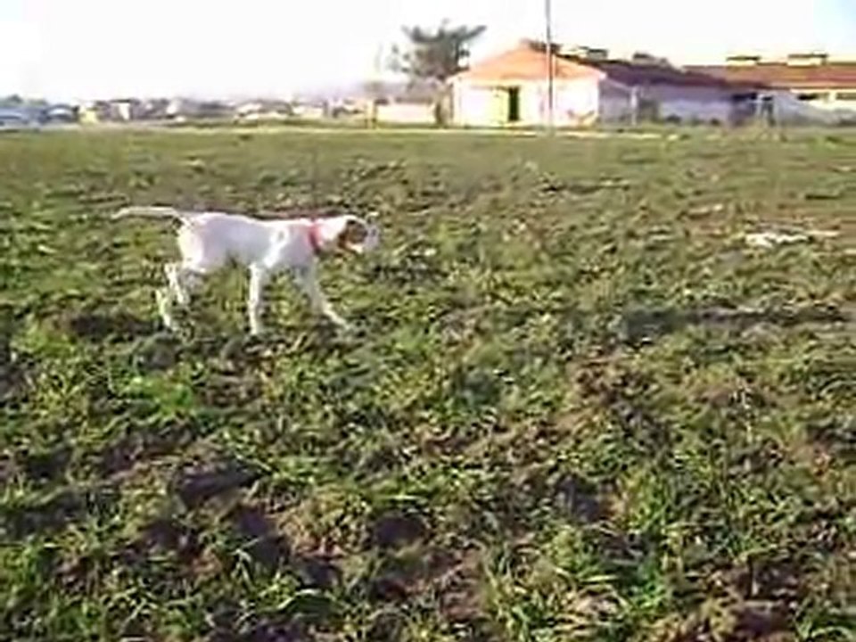 pointer eğitim