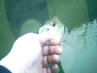 Sortie float perches 25cm