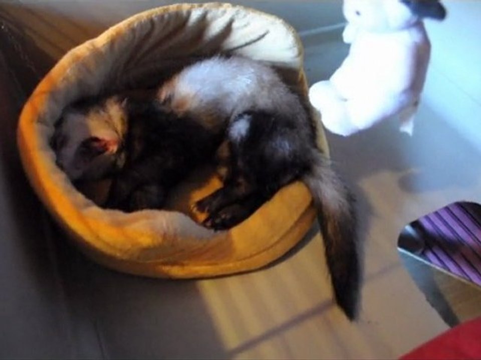 P'luche au reveil .. Dur Dur