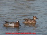 Çıkrıkçın ördek sesi Garganey