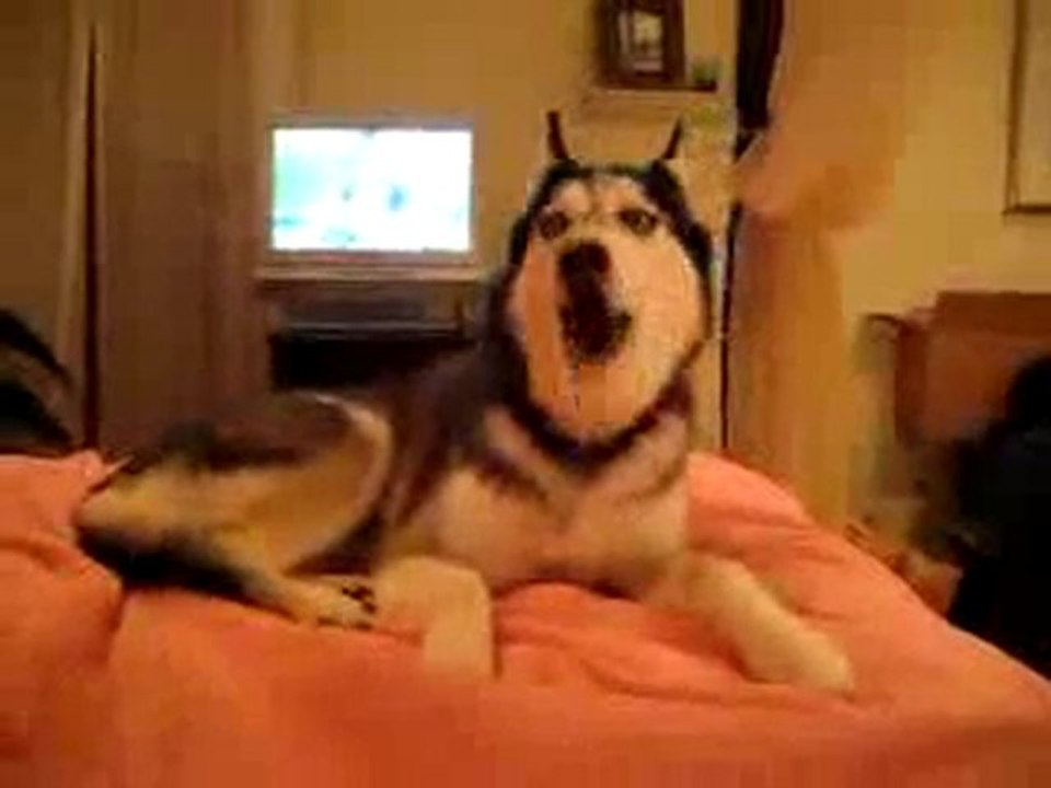 Köpek Oyun Köpek Oyunları Oyna Husky