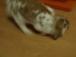 "Ma noun' ouvre ta cage ma noun' !!"