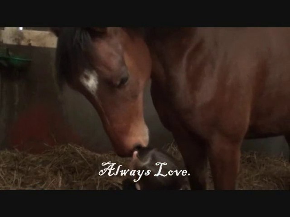 Always Love.