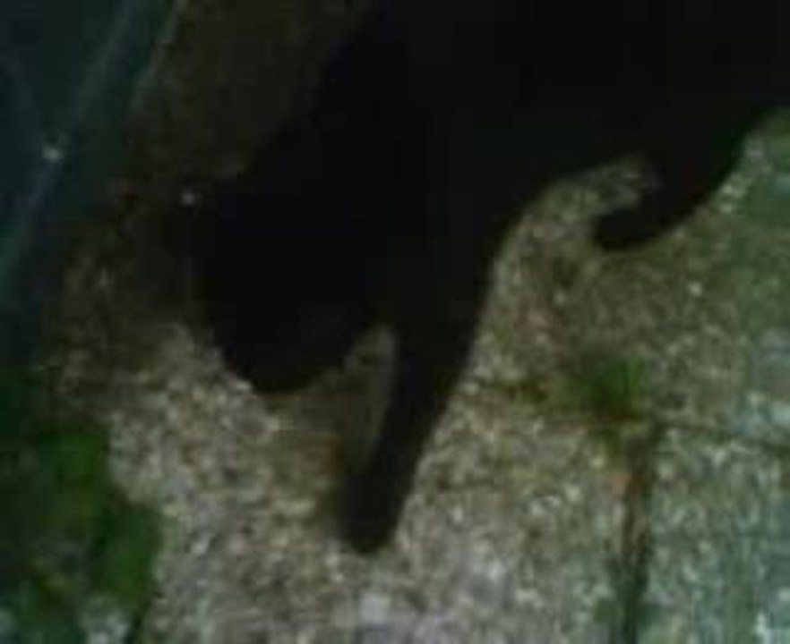2006-08-03 Ilou Chasse