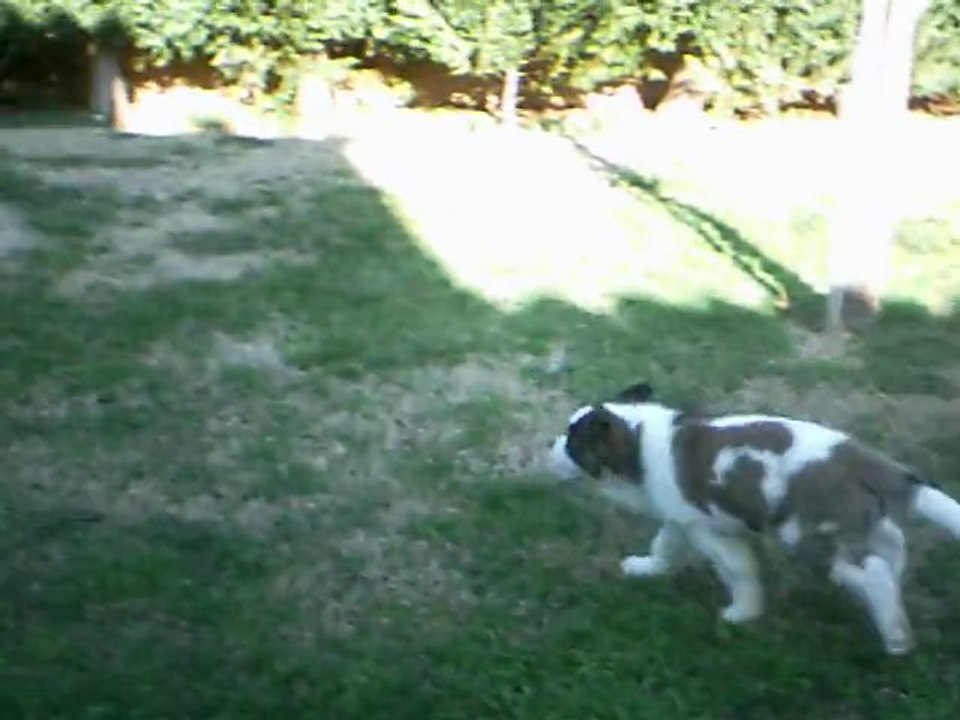 lapin contre st bernard