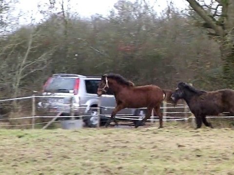 Amiral poulain poney galope avec Moustic
