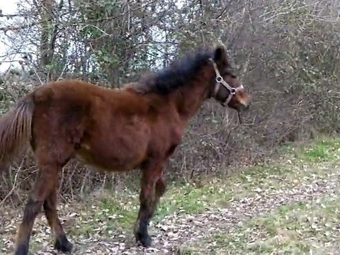 Amiral poulain poney trotte