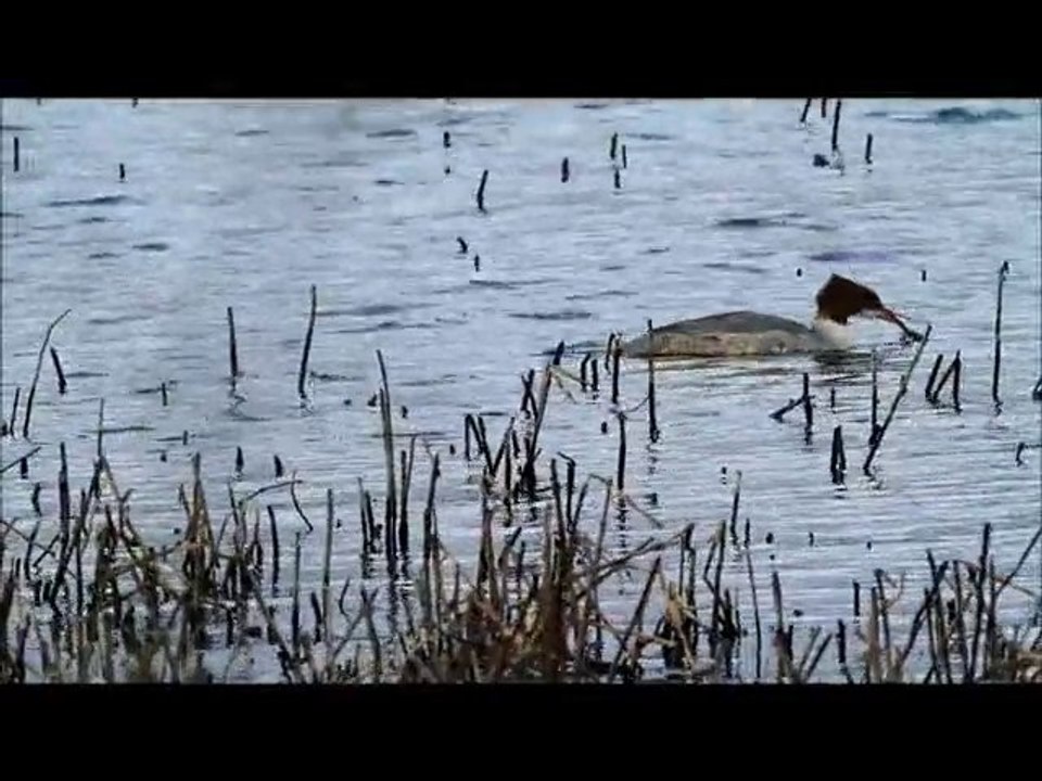 Pêche poursuite chez les harles bièvres