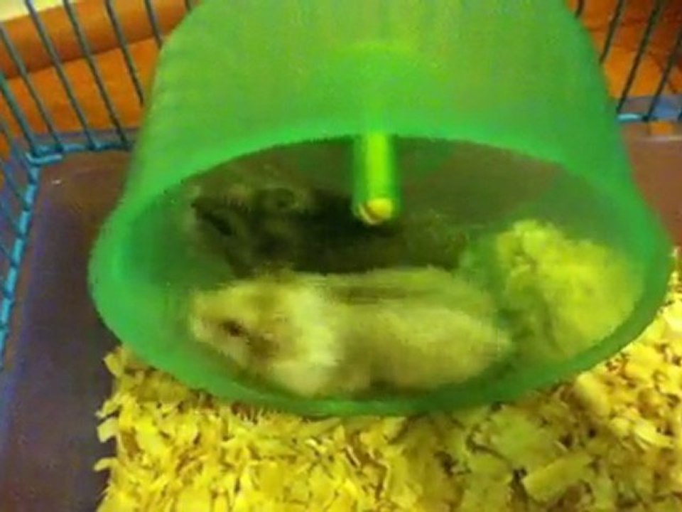 Melchor y Nachito corriendo
