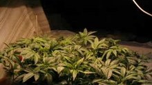 Cannabis dancing