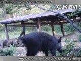 ЛЕСНЫЕ КАМЕРЫ (TRAIL CAMERA) ТЕПЕРЬ И В РОССИИ