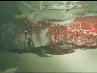 2012: Apocalypse of the Dead (Zone of the Dead) - Trailer