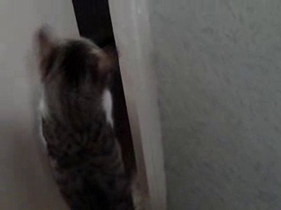 Chat qui ouvre la porte