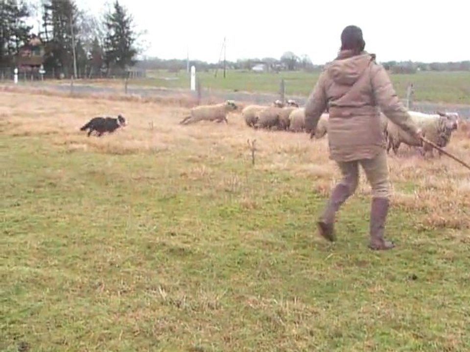 en libre aux moutons