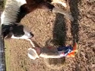 soren, les chevaux et le potager 2011 010