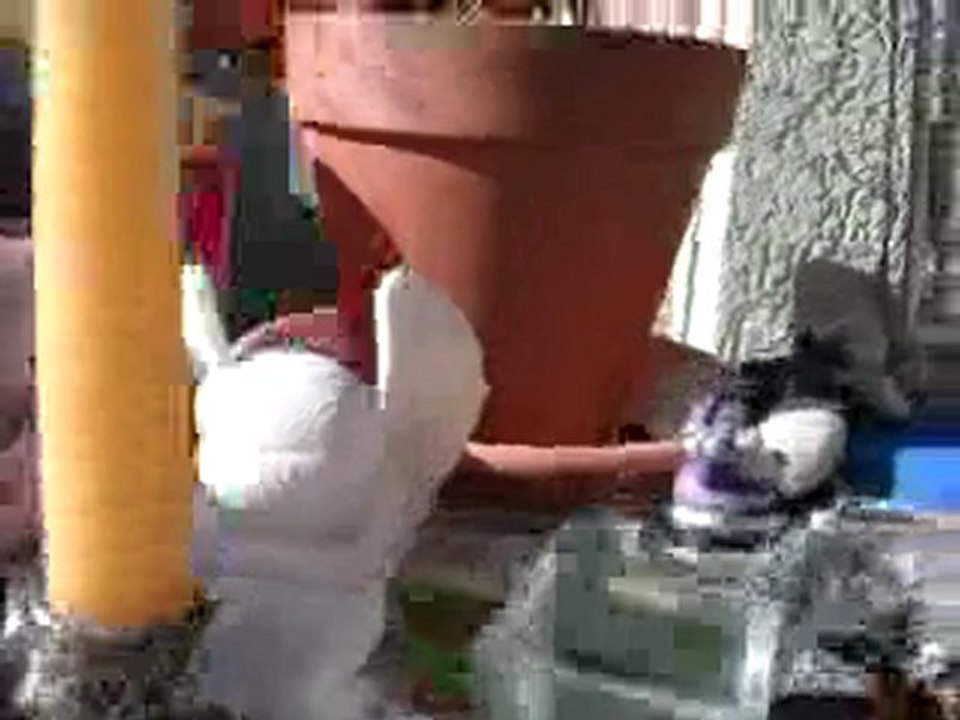 Mistinguette ,,et lola ....