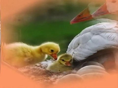 Sertap Erener - Birtek Annem Olsa Bana Birşey Olmaz