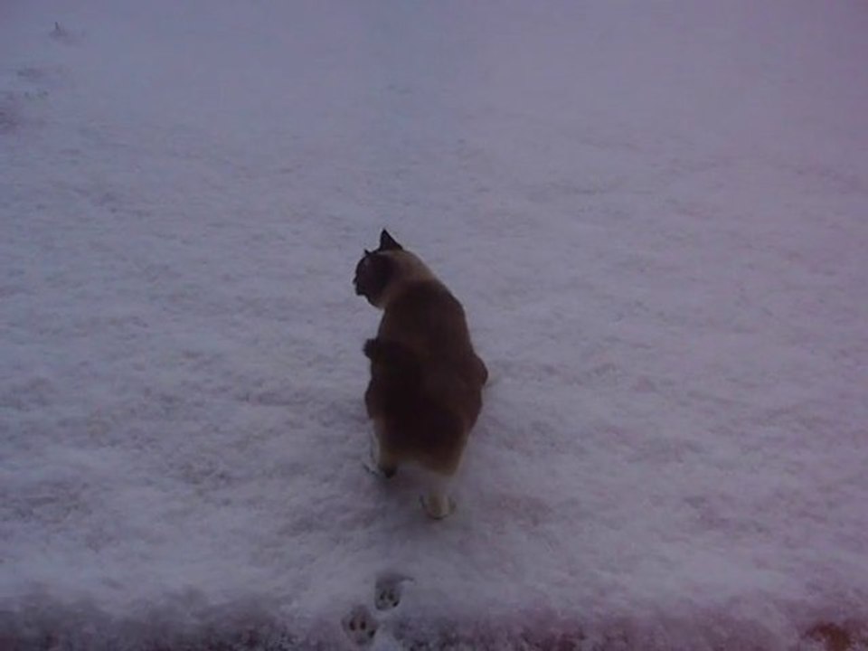 snow