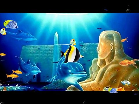 ✦Plongée✦avec✦les✦Dauphins✦