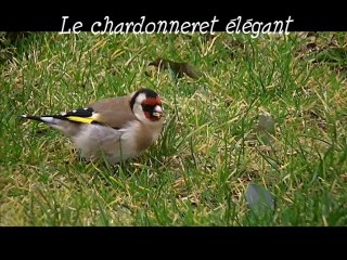 Le chardonneret élégant