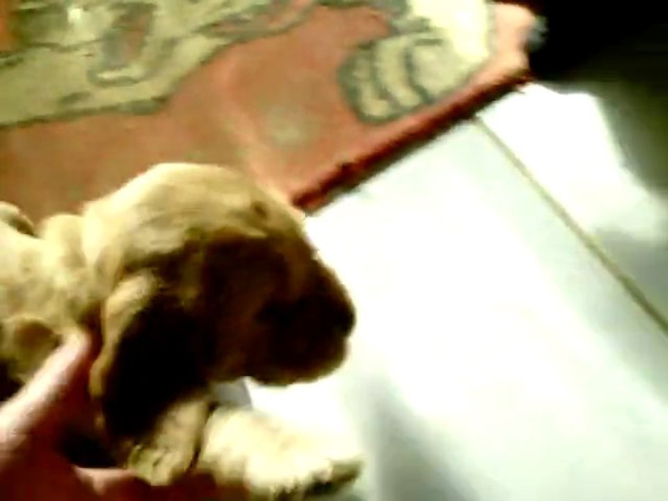CLIP0047Gypsie