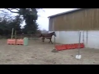 Ecuries du Nevez Suzana de Crann 6