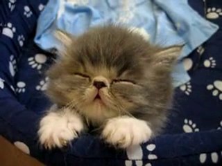 uyuyan kedi  - www.akvaryumzevki.com