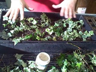 Propagation-Updates On Seed Starting -Cool Plants