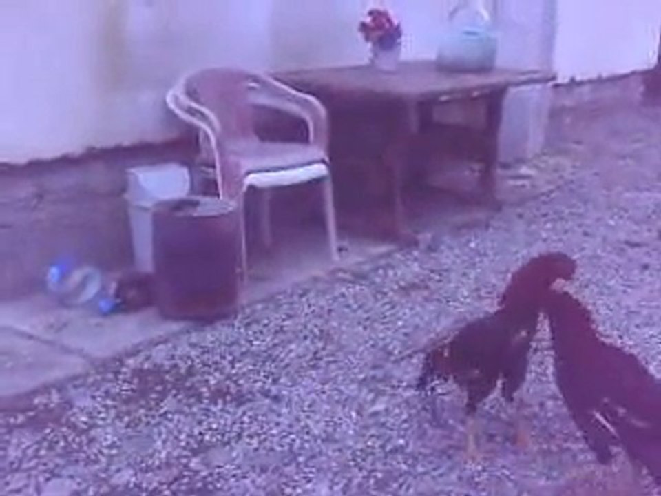 kırmızı ve ak kanat