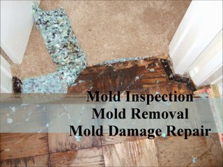 Houston Mold Removal - Call (888) 243-6653