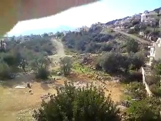 kalkan'da  villalar arasında koyunlar otluyor