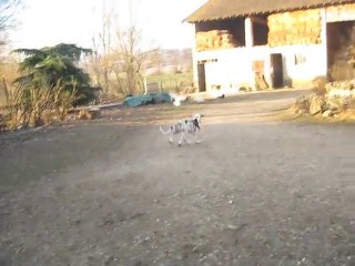 Chasse au canard