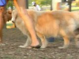 Secrets to Dog Training | Dog Obedience Training