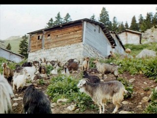 yayla amlakit-1--www.kavrun.tr.gg