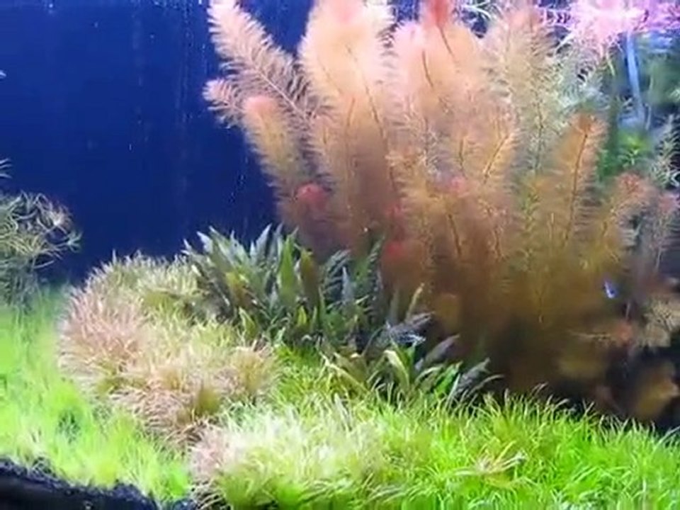 Bitkili akvaryum - - www.akvaryumzevki.com