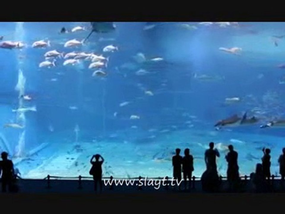 Deniz akvaryumu - - www.akvaryumzevki.com