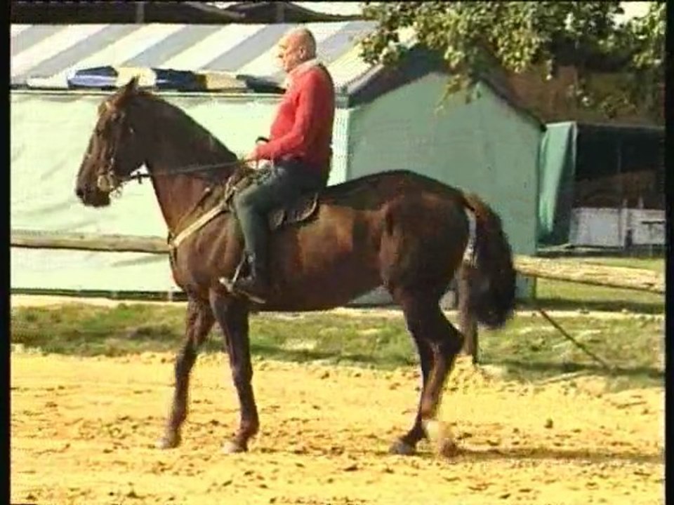 L'arrêt du cheval DROIT..