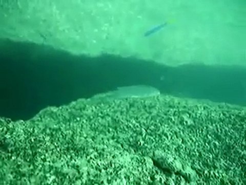 Tanganyika Gölü Belgesel - - akvaryumzevki.com