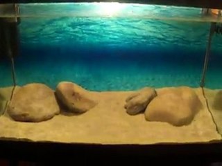 Kasakalawe tankı  - - www.akvaryumzevki.com