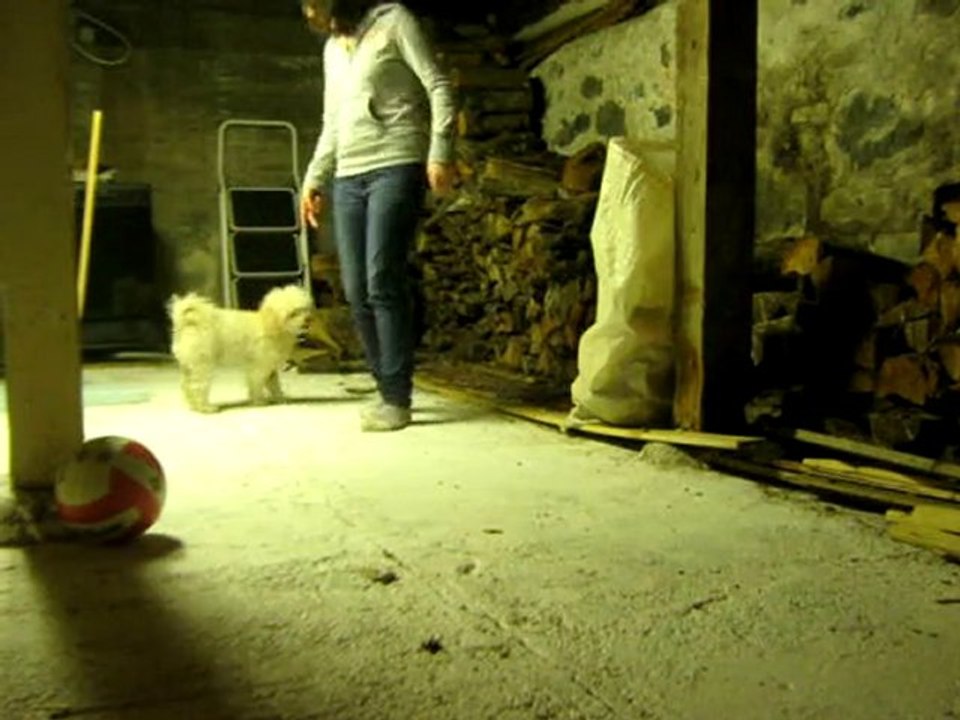 Obéissance avec clicker