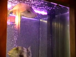 SANTA MARINHA POUSADA Dining