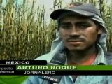 Cortadores de caña en México cubren jornadas laborales de más de 12 horas