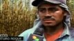 Cortadores de caña cubren jornadas de más de 12 horas de trabajo en México